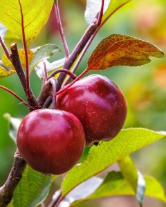 Aberglasney Apple Day