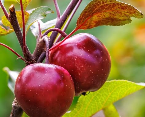 Aberglasney Apple Day